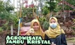 Panen Jambu Kristal di Agrowisata Tempel Rejo