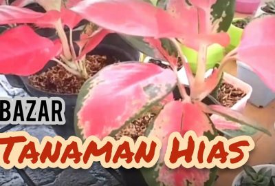 Aneka Varietas Aglonema di Bazar Tanaman Hias