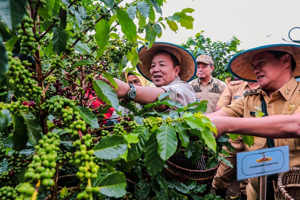 Gubernur Arinal Panen Kopi Arabika Sistem Pagar dan Temui Petani di Sekincau