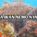 Bermain dengan Ikan Nemo di Keindahan Bawah Laut Pantai Semukuk