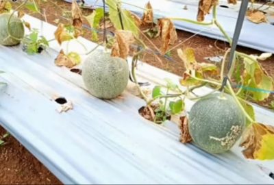 Mencicipi Melon dan Semangka di Tempat Wisata Baru Agrowisata Tunas Muda Tani