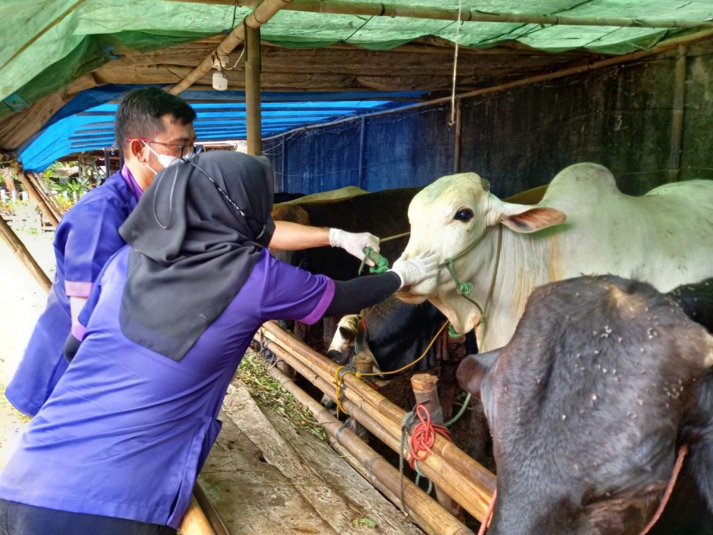 salah satu ternak binaan Pemerintah Kota Bandar Lampung || Foto IST