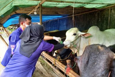 Jelang Idul Adha, Distan : Ternak Bandar Lampung Aman dari LSD