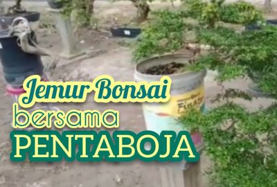 Halal Bihalal Bersama Komunitas Pencinta Bonsai Pentaboja