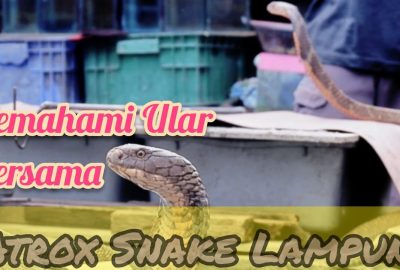 Mengenal Ular Bersama Atrox Snake Lampung