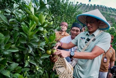 Menparekraf Jajal Wisata Petik Jeruk di Desa Wisata Wringinanom, Malang