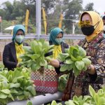 Peresmian Agropark Mini TP PKK Lampung Tengah