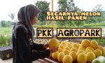 Segarnya Melon Hasil Panen PKK Agropark Lampung