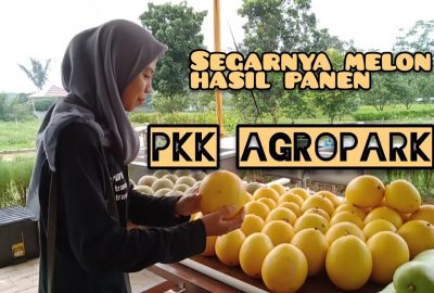 Segarnya Melon Hasil Panen PKK Agropark Lampung