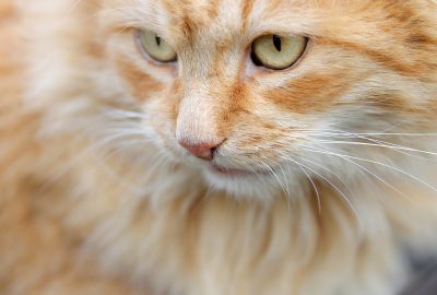 Tips Memilih Makanan Kucing Kering yang Sehat dan Bergizi untuk Peliharaan Anda