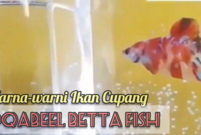 Bisnis Ikan Cupang Qabeel Betta Fish