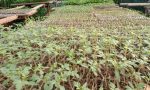 Usaha Pembibitan Sayuran dari Pekarangan Rumah