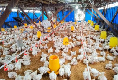 Keuntungan Lebih Cepat Ternak Ayam Boiler