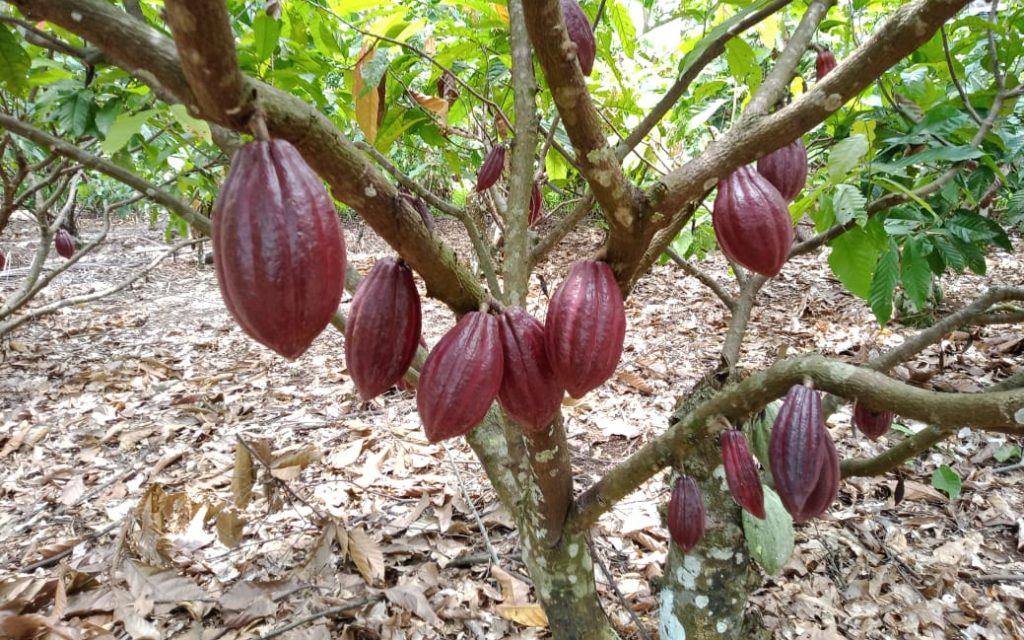 Budidaya dan Usaha Pembibitan Kakao