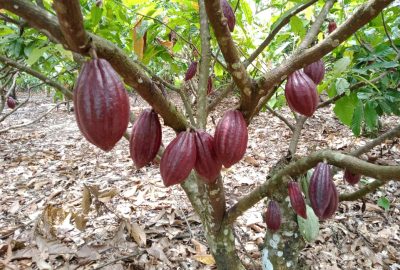 Budidaya dan Usaha Pembibitan Kakao